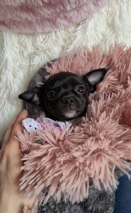 Piękna czarna dziewczynka chihuahua krótkowłosa