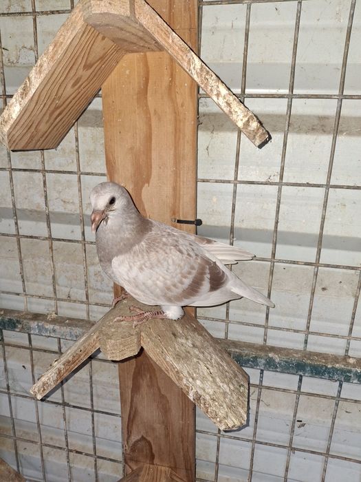 Pombos correio   borrachos