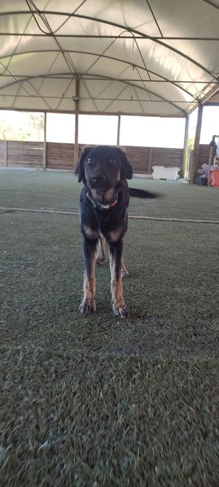 Shollie para adoção