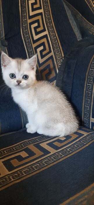 Шотландские котята серебристые шиншиллы страйтики