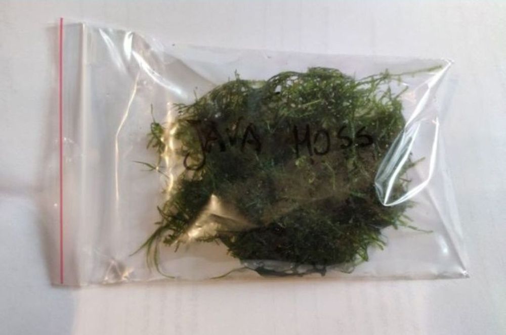 Mech akwariowy roślina kępa kępka Java Moss Taiwan Moss