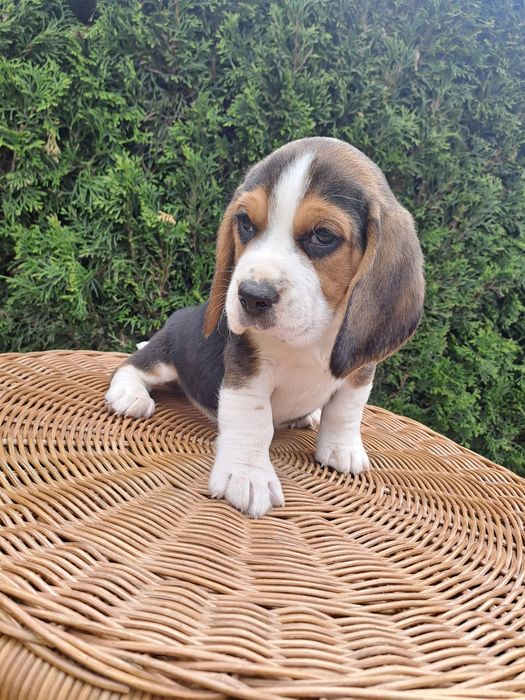 Śliczny piesek beagle z rodowodem.
