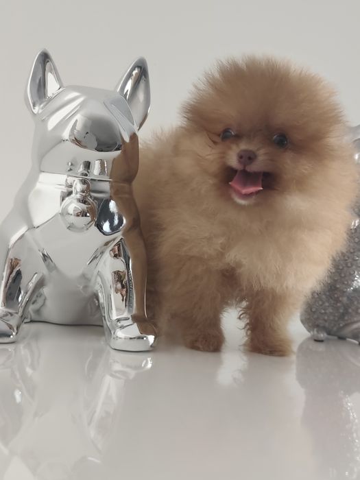 Spitz alemão anão