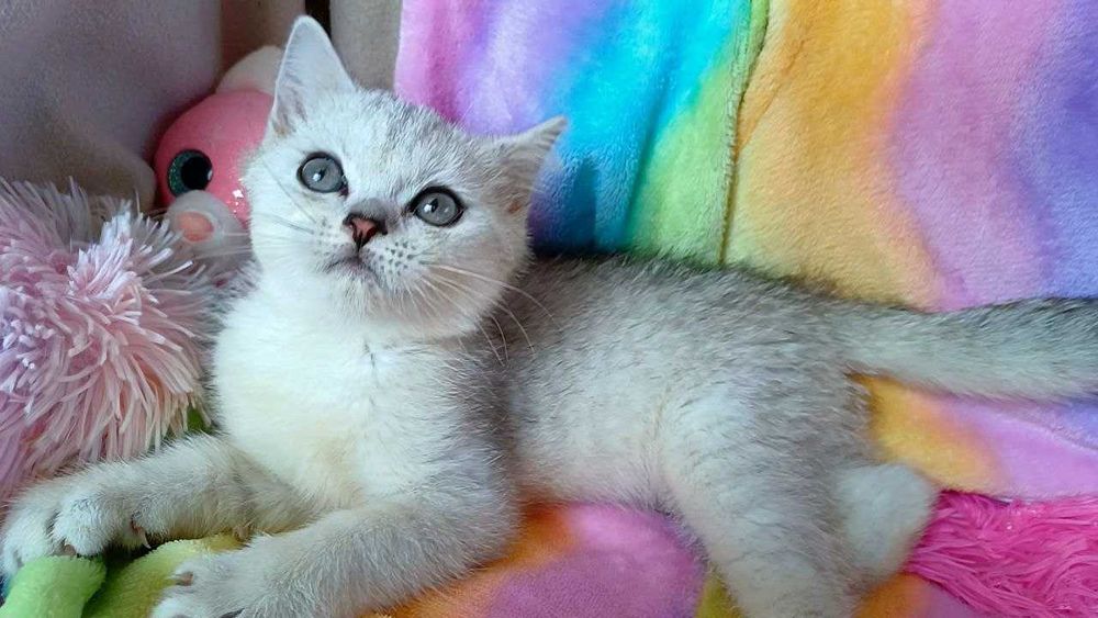 Кошенята. Котики , шотландські муркотики.