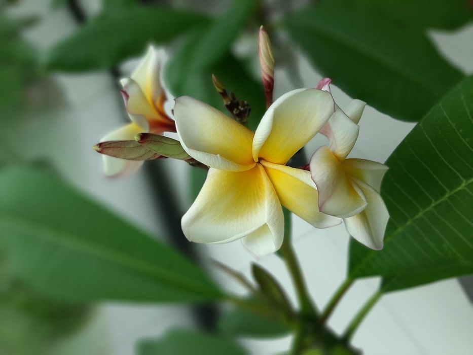 Plumeria sadzonka