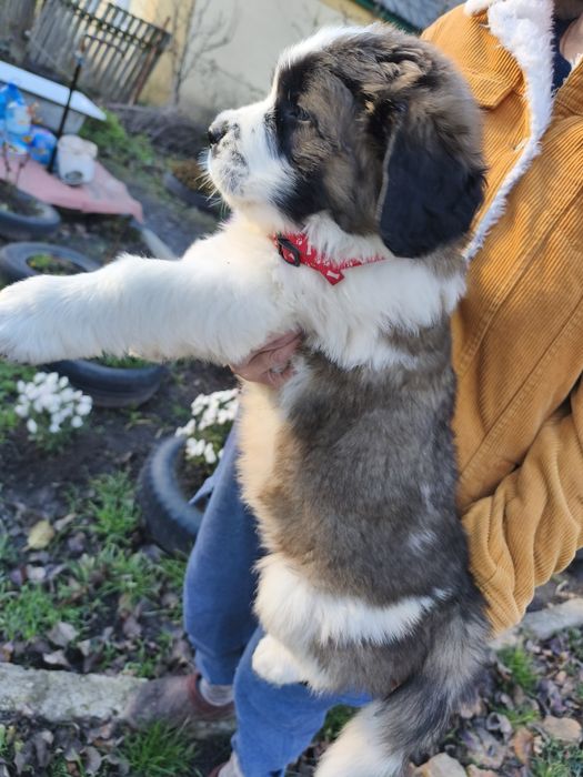 Продам песика 1міс