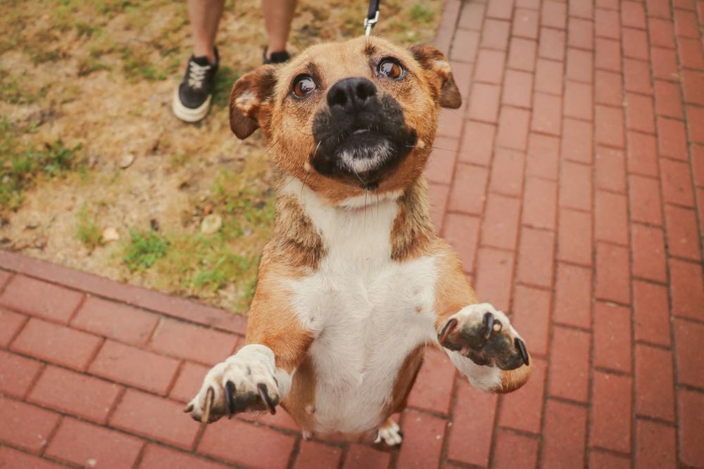 Diuna cudna suczka prosi o dom