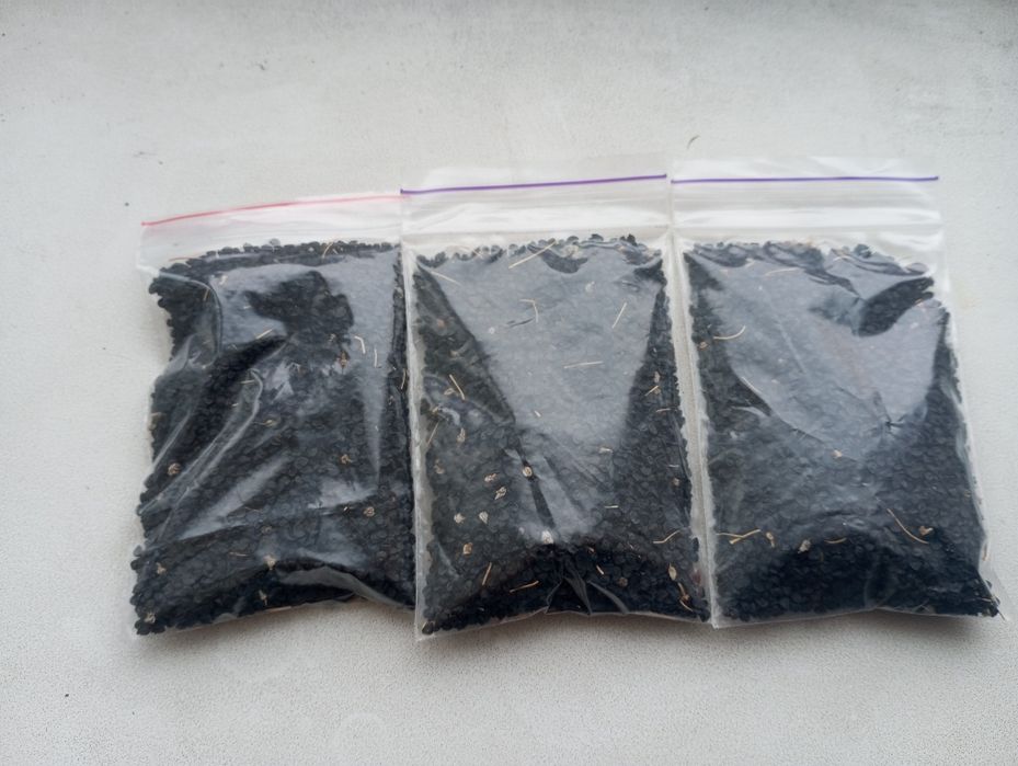 Продам  кущовку, насіння цибулі2025рік