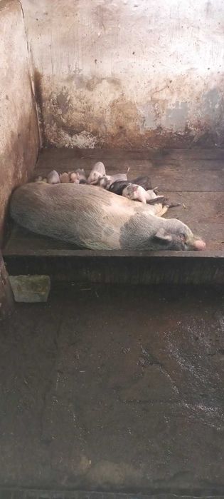 В'єтнамські поросята,  свині