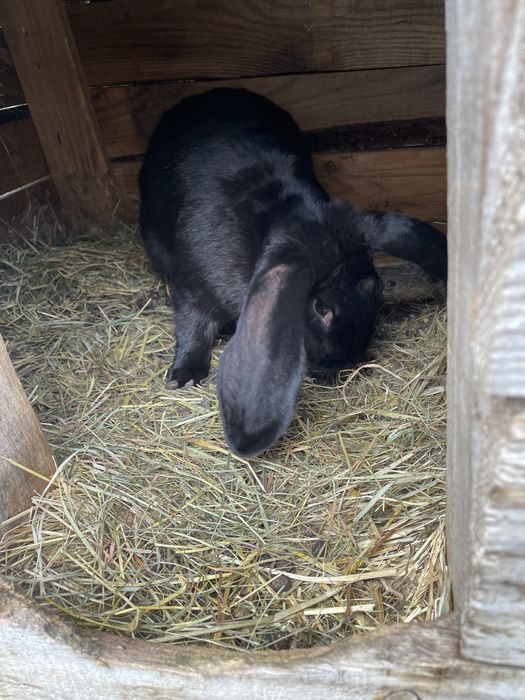 Samiec Baran Francuski Czarny