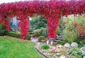 Дівочий / дикий виноград п'ятилистковий