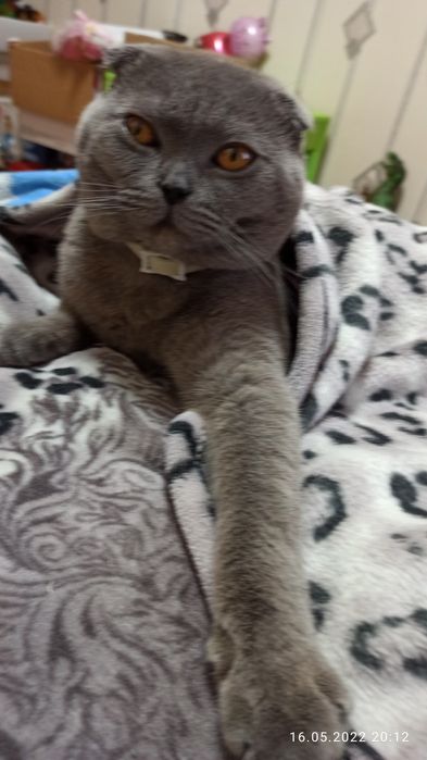 Кіт на злучку Кот для кошки