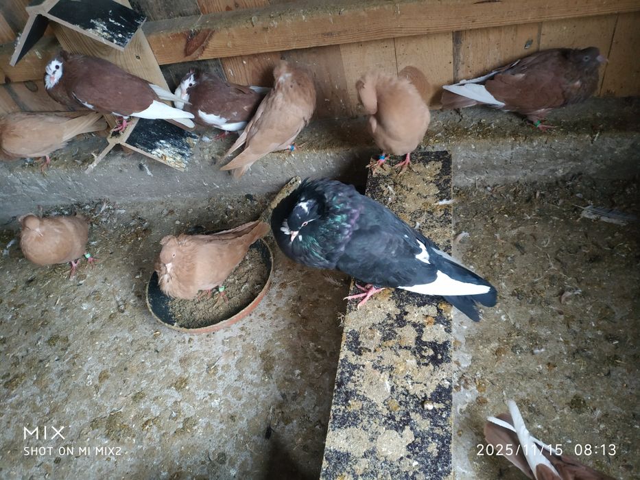 Gołębie sztaficery garłacze