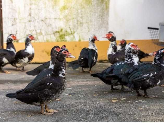 Patos galinhas perus garnizas  fracas