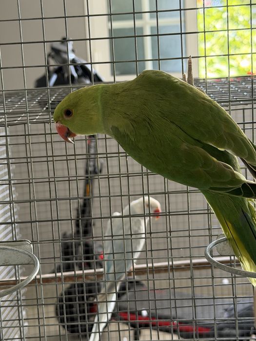 Ring neck macho