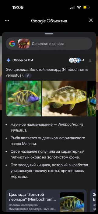 Oddam rybę do akwarium drapieżną