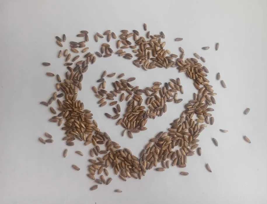 ostropest plamisty, na olej, jadalny, wysyłka