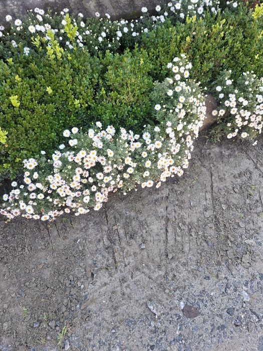 Білі низькорослі осінки або осіння айстра