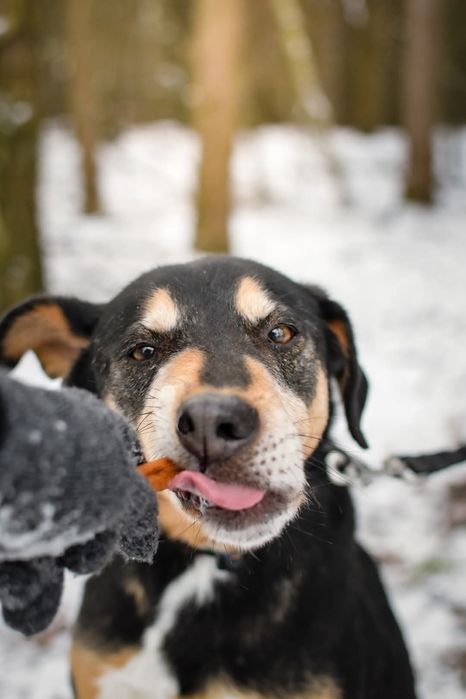 Od szczeniaka w schronisku... Czy uśmiechnie się do niego szczęście?