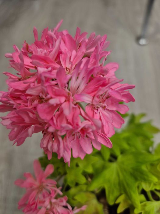Пеларгонія стелар Pink Vectis Sparkler