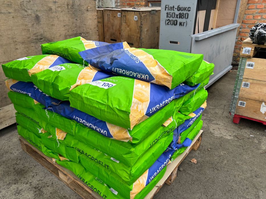 Гібрид соняшника Рапід