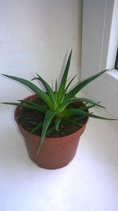 Красавец - кактус, хавортия и другие комнатные растения, цветы