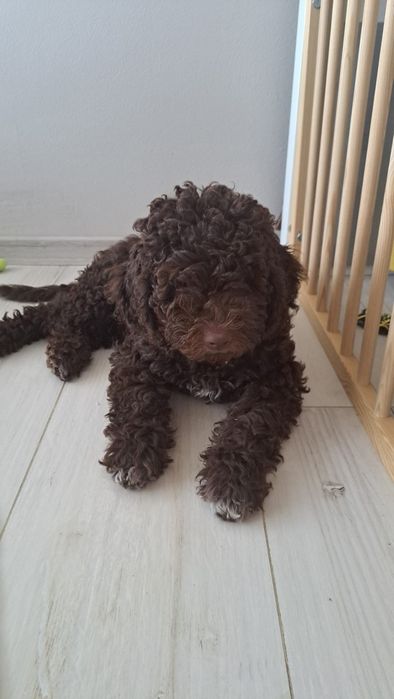 Lagotto Romagnolo- chłopczyk