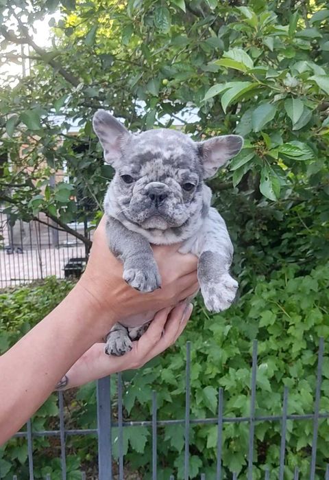 Віп качество, блакитний мерле.