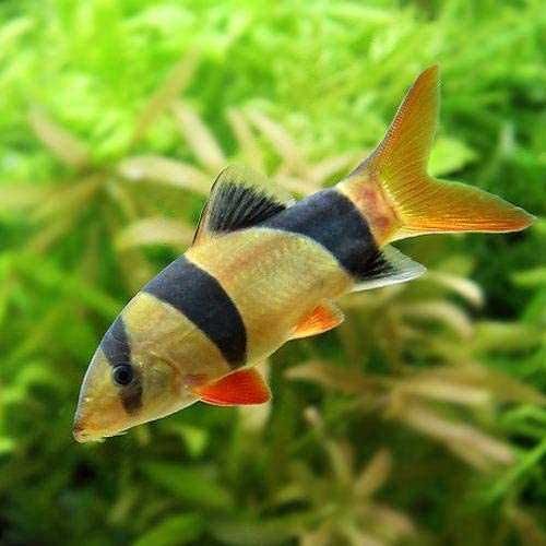 Bocja wspaniała SABA