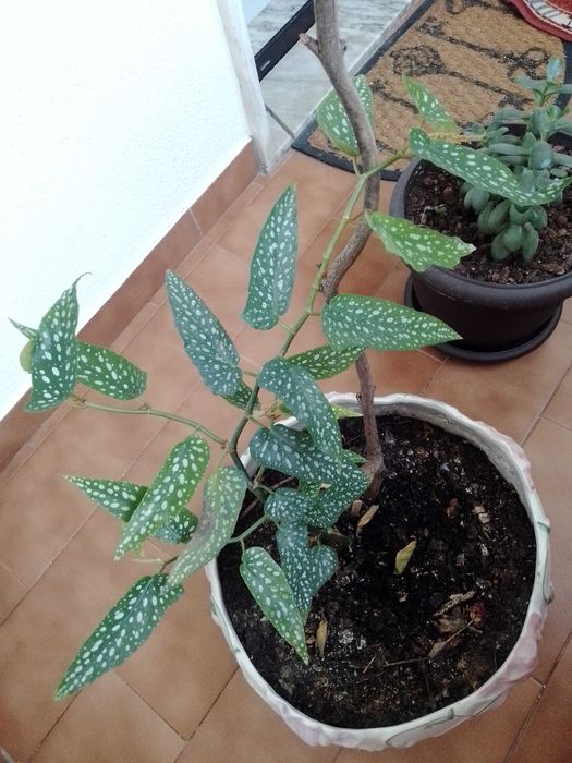 Apenas 3 € Planta begónia ( chuva de prata) para transplantar.