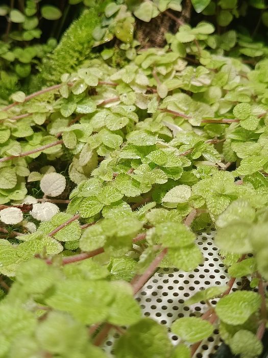 Pilea nummulariifolia  przycinka