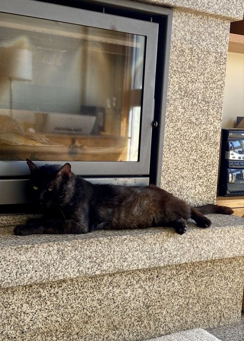 Gato para adoção responsável