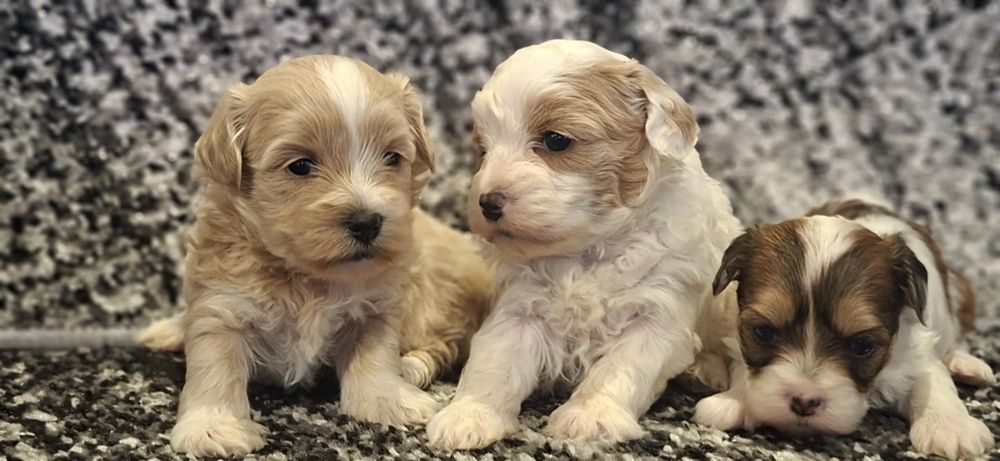 Maltipoo F1 szczenię