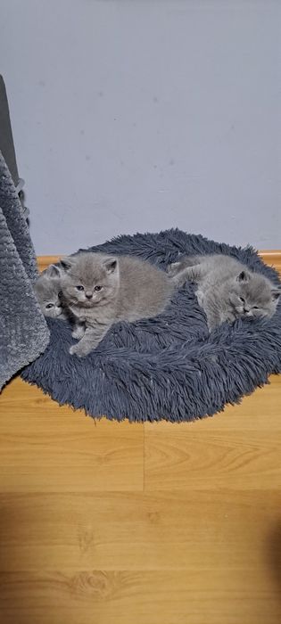 Kot Brytyjski Krótkowlosy