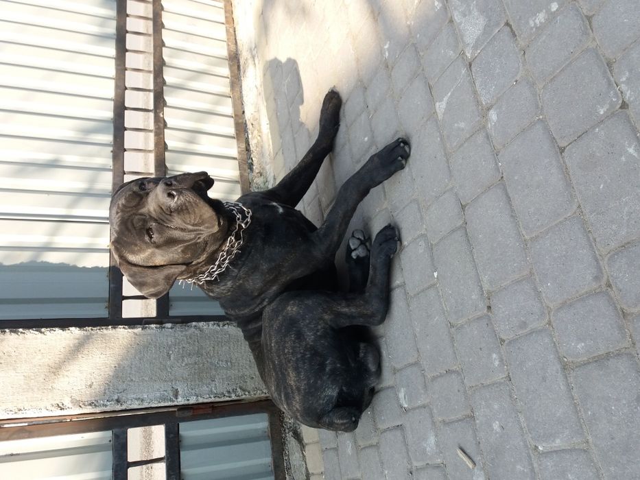 Кане корсо в'язка