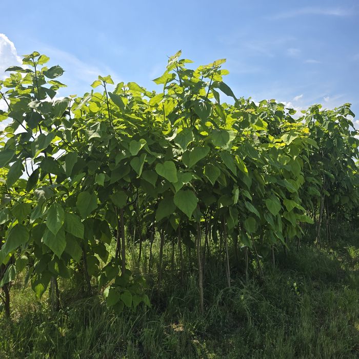 Katalpa 200-300 cm surmia catalpa duze drzewa