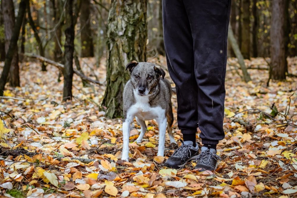 Kantor-pies wymagający pracy czeka na świadomy dom-adopcja