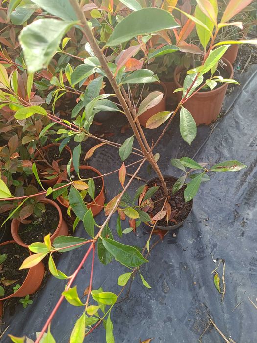 Photinia/ fotinia para jardim