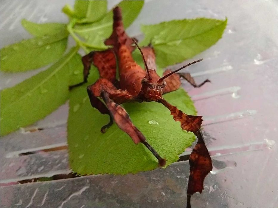 Jaja straszyków australijskich