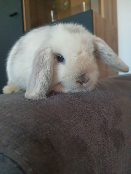 Króliki baranek miniaturka  mini lop , Cena CAŁKOWITA.