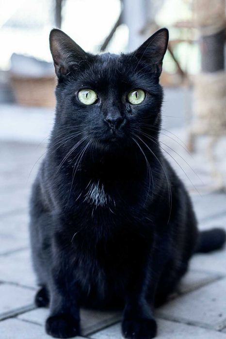 Młoda ostrożna Roma do adopcji