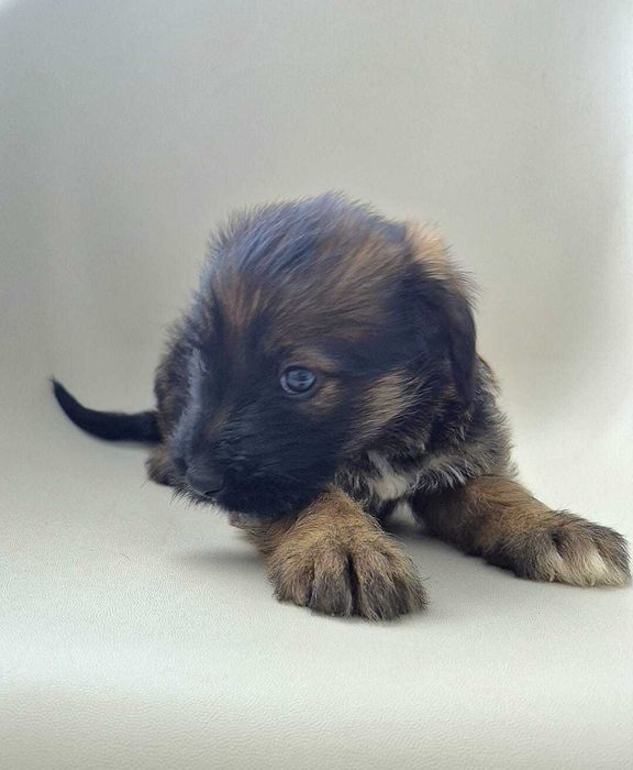 Cães bebés de machos de porte médio/grande
