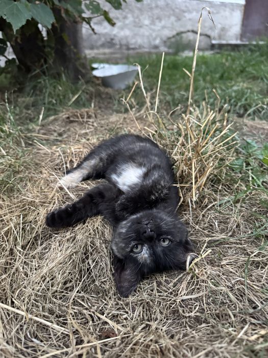 Муркотунка в пошуках сімʼї