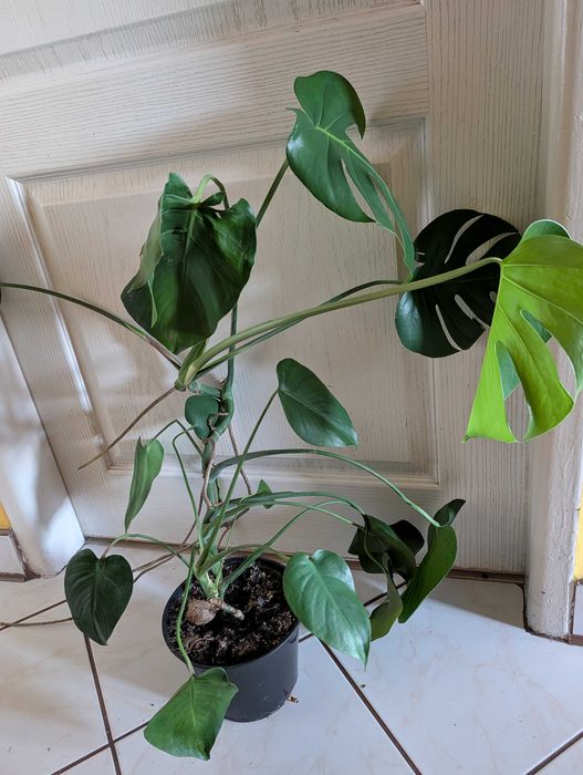 Monstera kwiat 3 letni