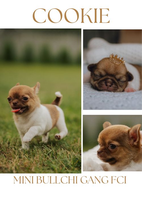 Chihuahua chlopiec Fci