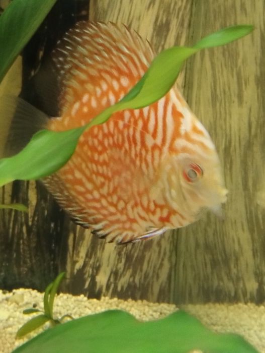 Discus pigeom red 9cm