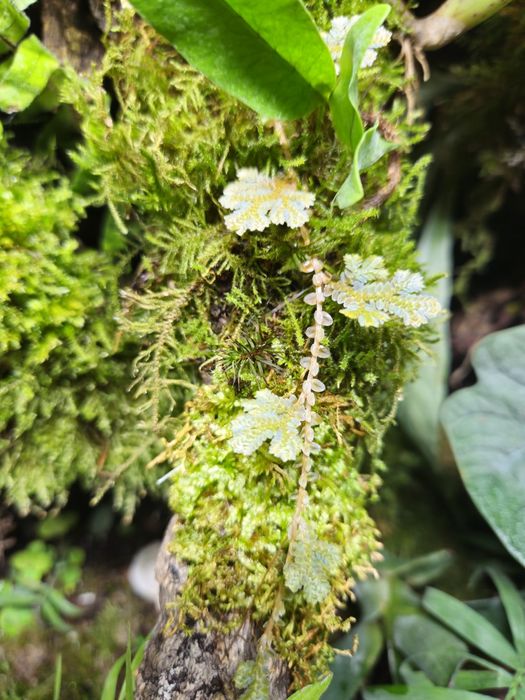 Selaginella uncinata