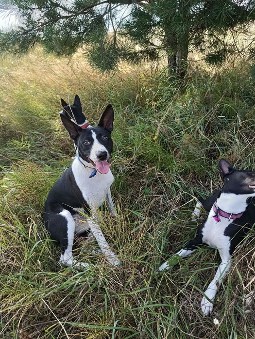 Хлопчик басенджі для найкращих.