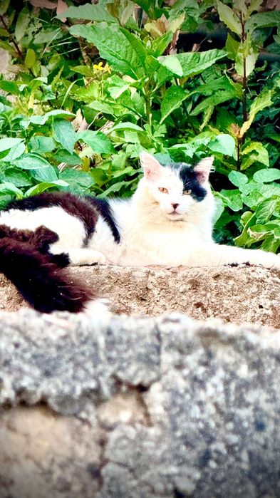 gatinhos com 3 meses