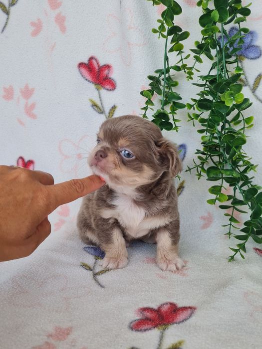 Excelente mini lilac tan menino pelo comprido Chihuahua/Chiuaua de Qualidade, Linhagem Russa
